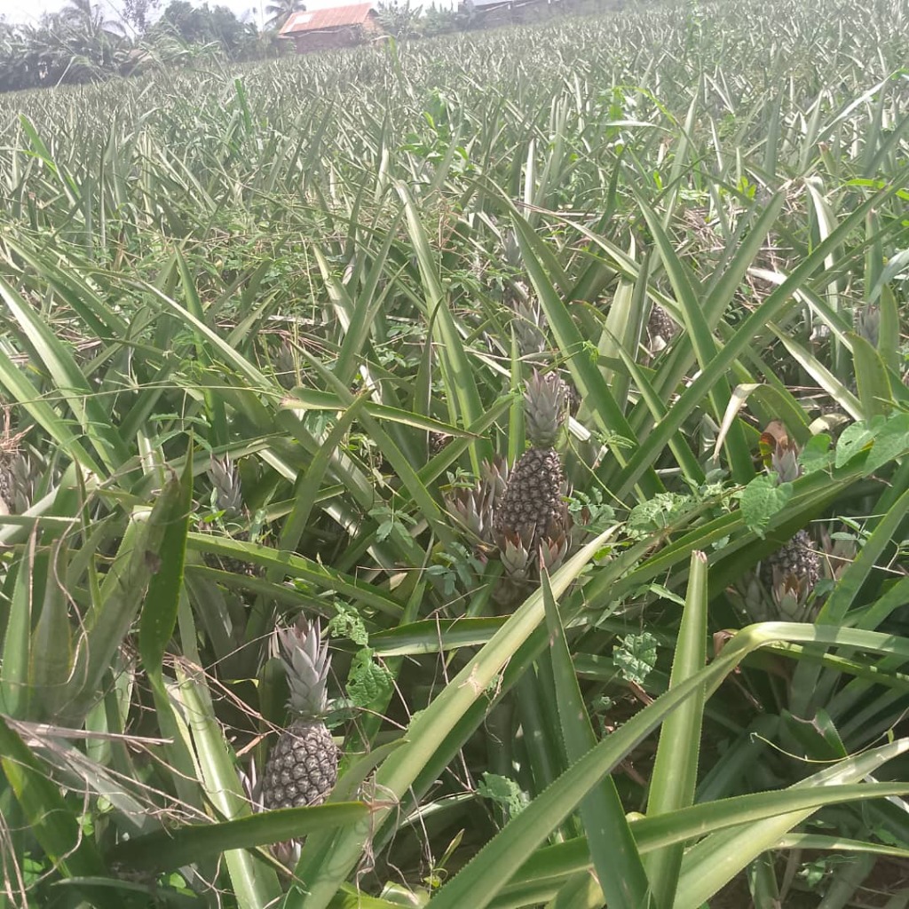 Champ d'Ananas Pain de Sucre en Afrique de l'Ouest